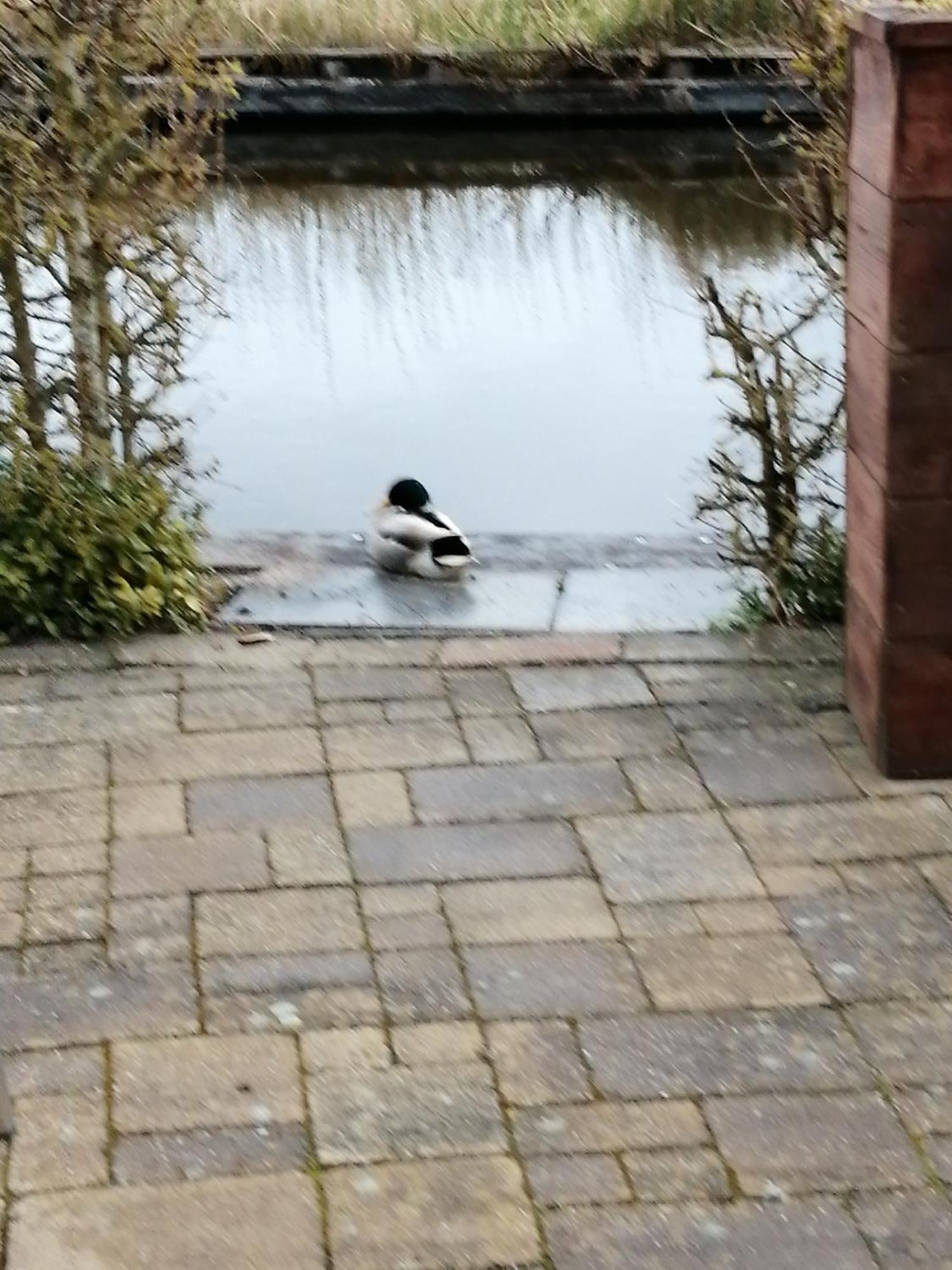 Wuivend Riet Gelegen Op Resort Venetie Giethoorn Pokoj fotografie